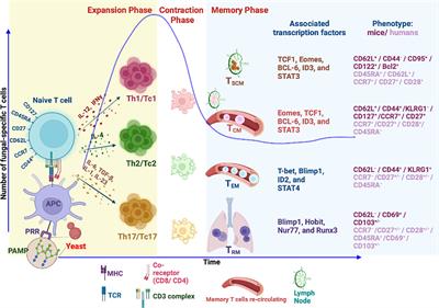 T cell responses to control fungal infection in an immunological memory lens